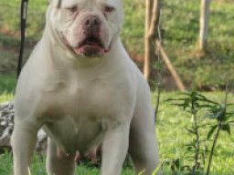 mountain_bulldog_1_20220502_1846174441